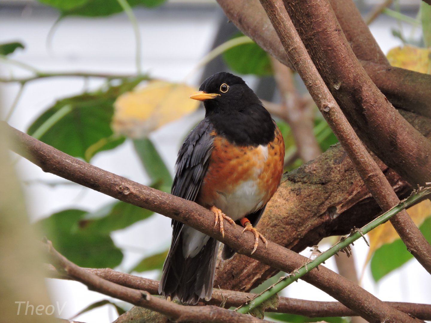 Black-breasted thrush [2015]