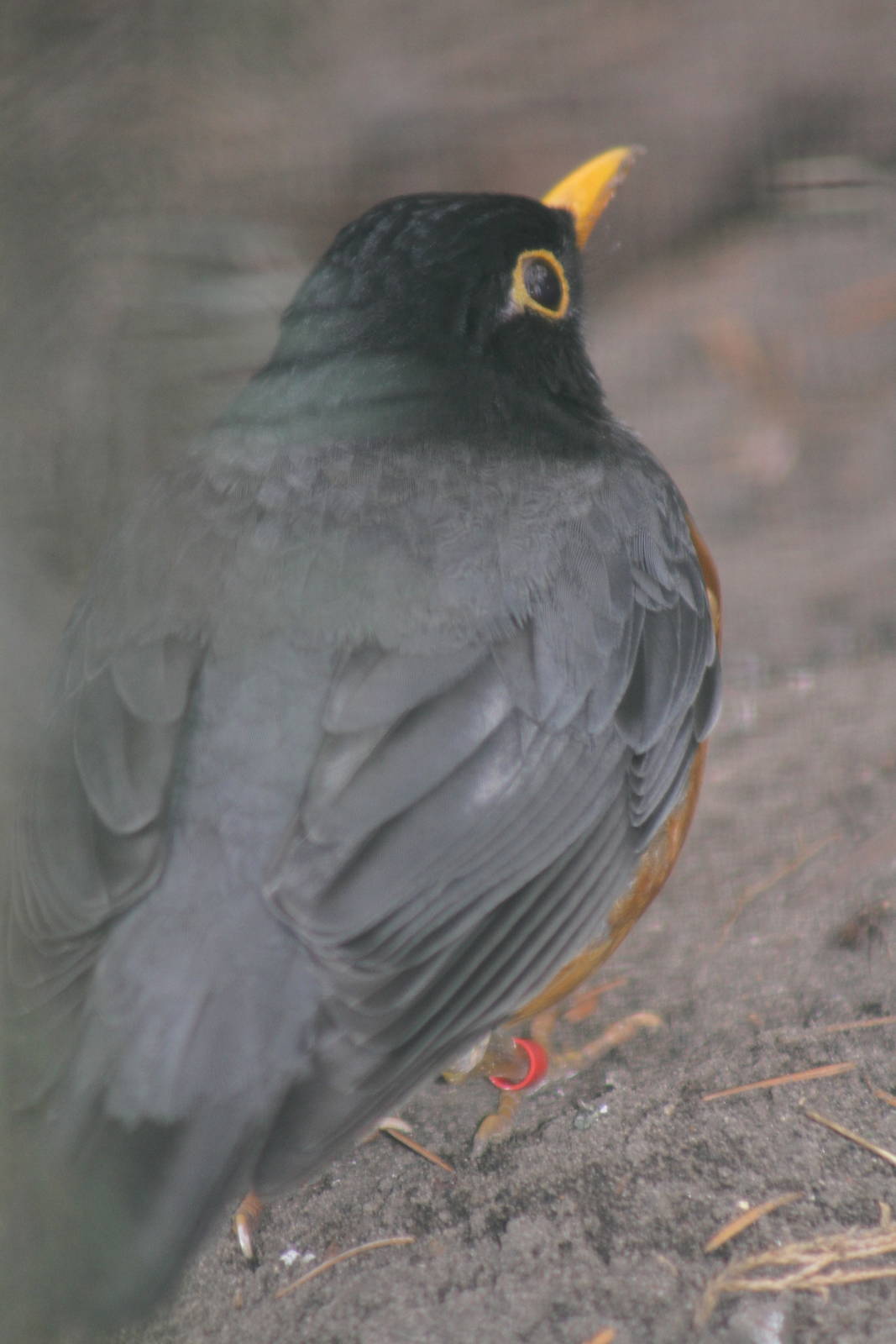 Black-breasted Thrush (Turdus dissimilis)