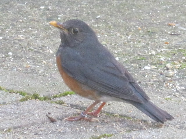 Black-Breasted Thrush (Turdus dissimilis)
