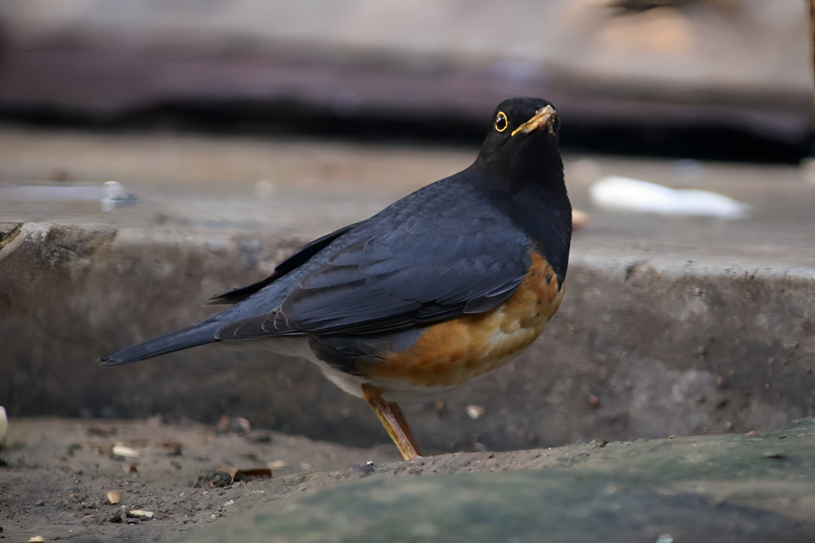 Black-breasted Thrush (Turdus dissimilis)