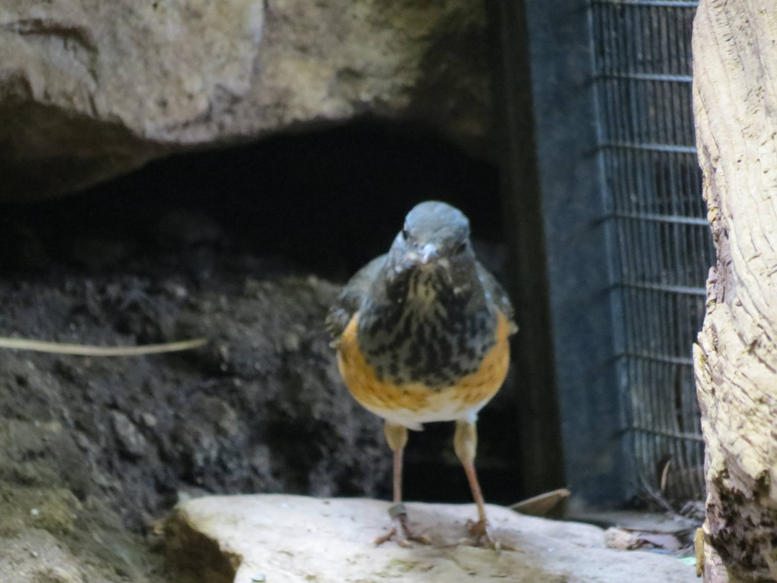 Black-breasted Thrush