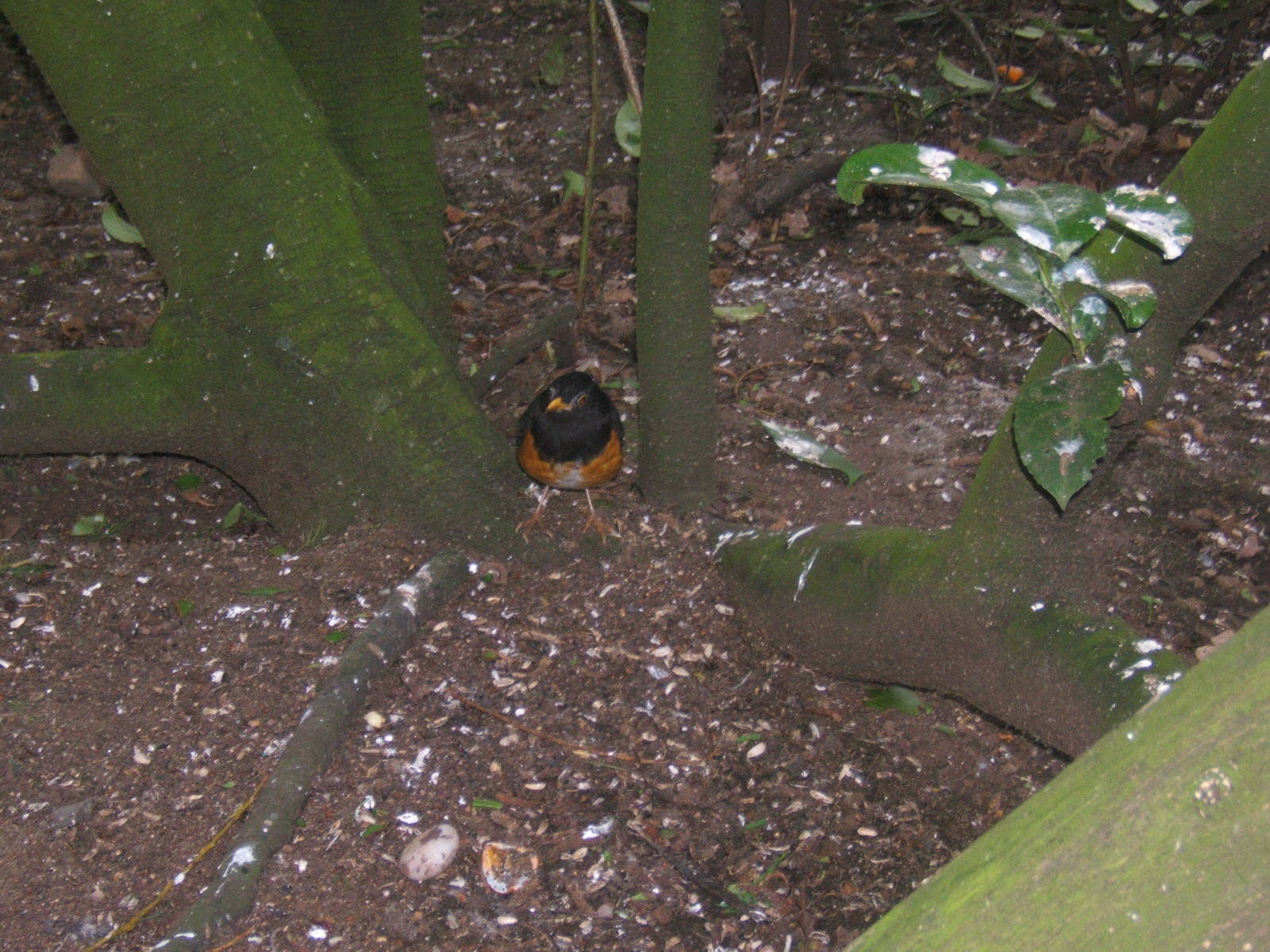 Black-breasted Thrush