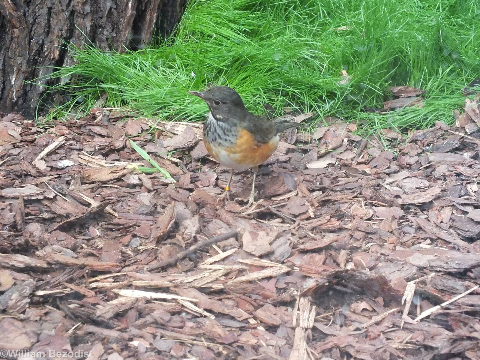 Black-breasted Thrush
