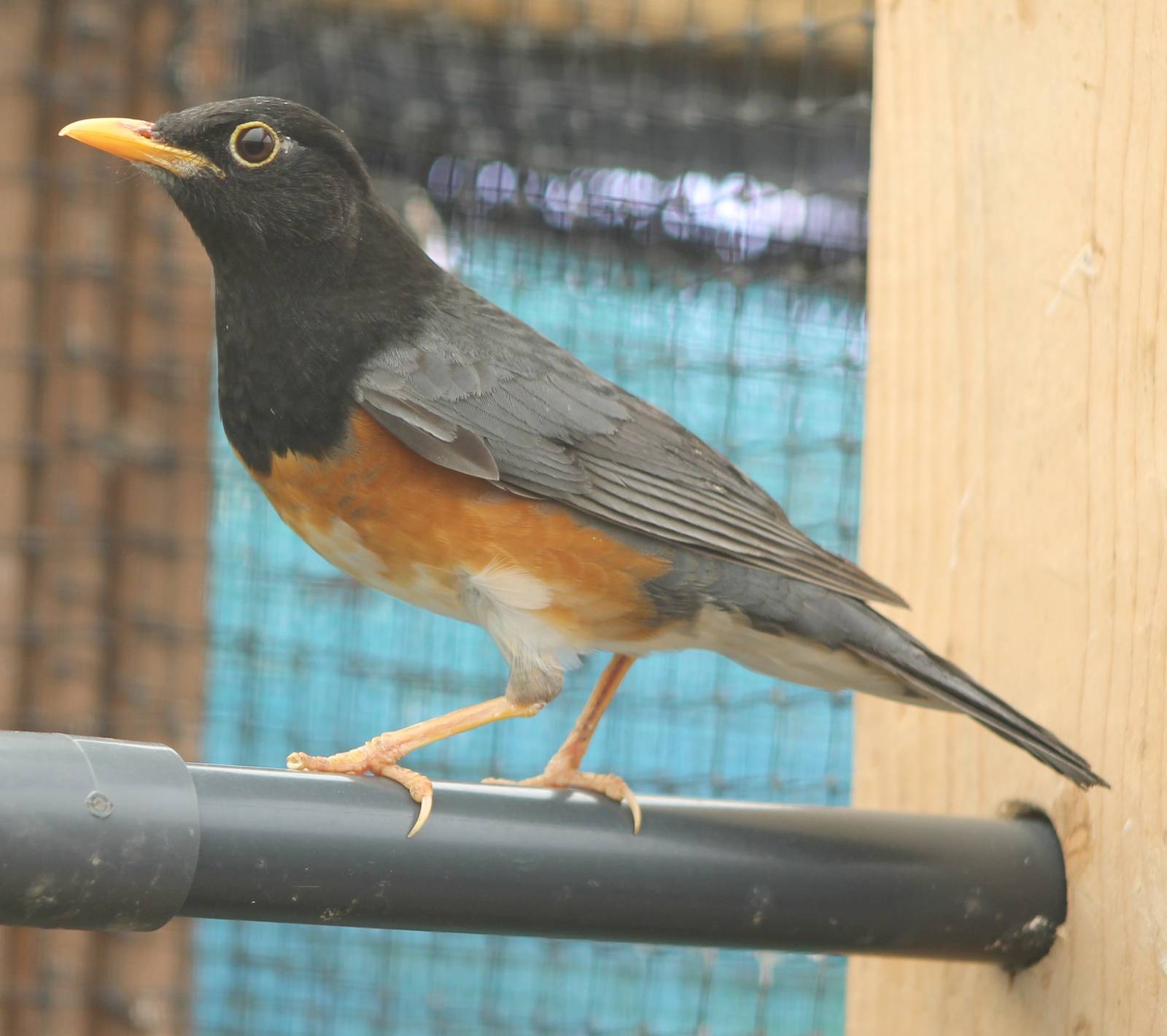 Black-breasted thrush
