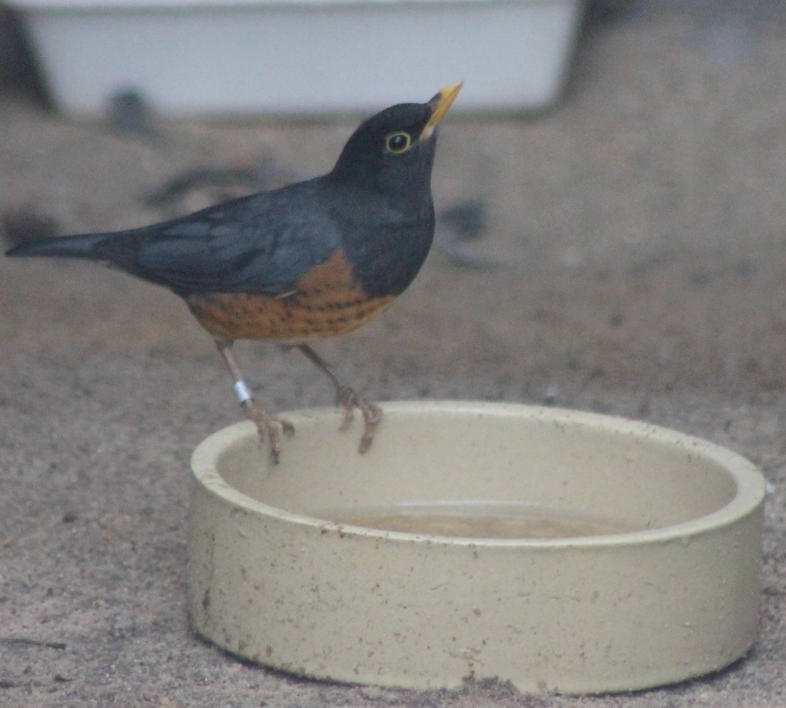 Black-breasted thrush