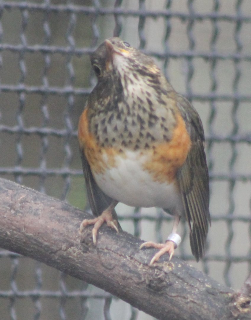 Black-breasted thrush