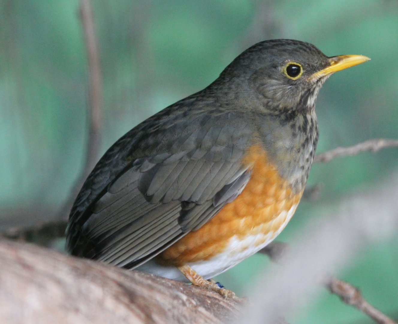 Black-breasted thrush