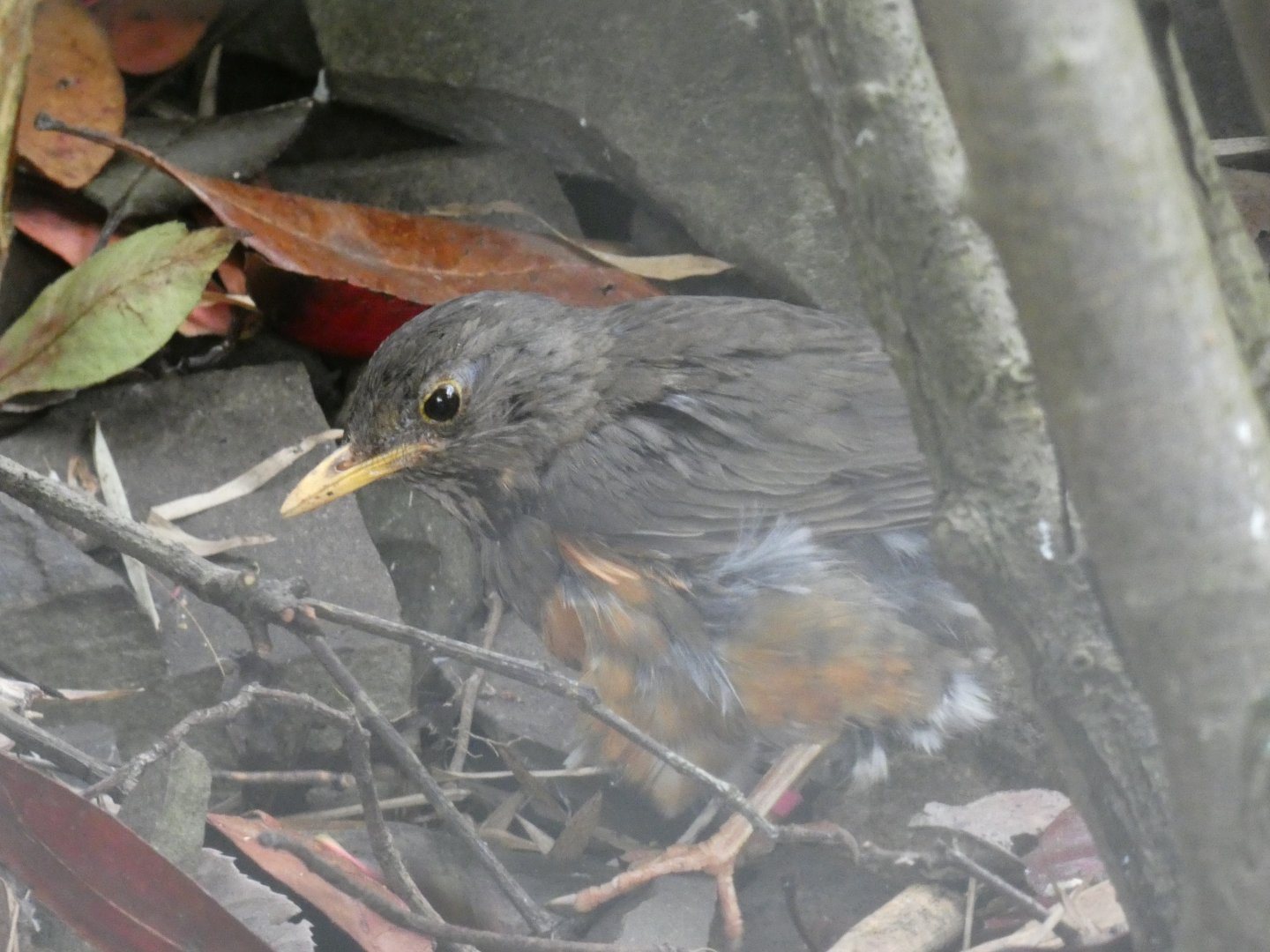 Black-breasted Thrush