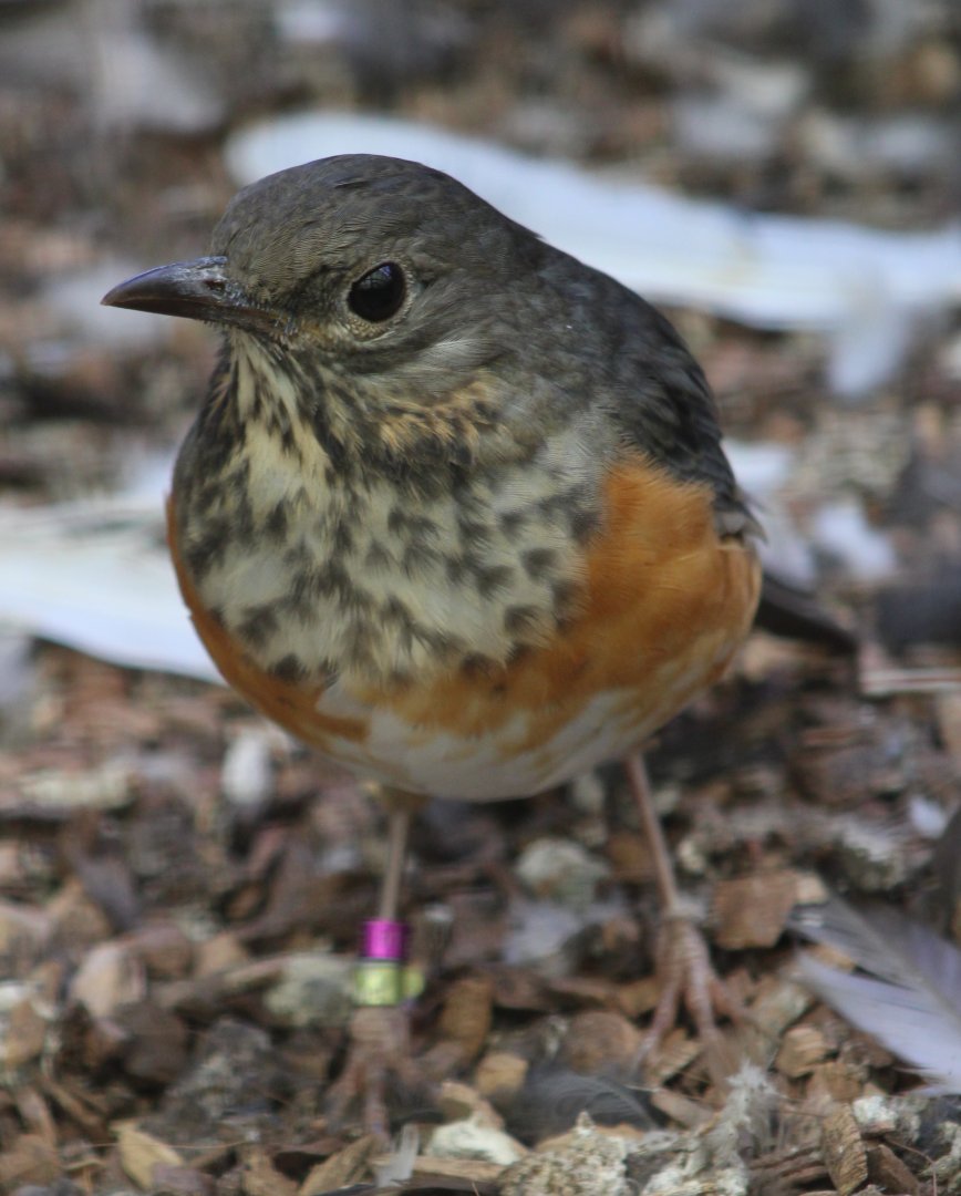 Black-breasted thrush