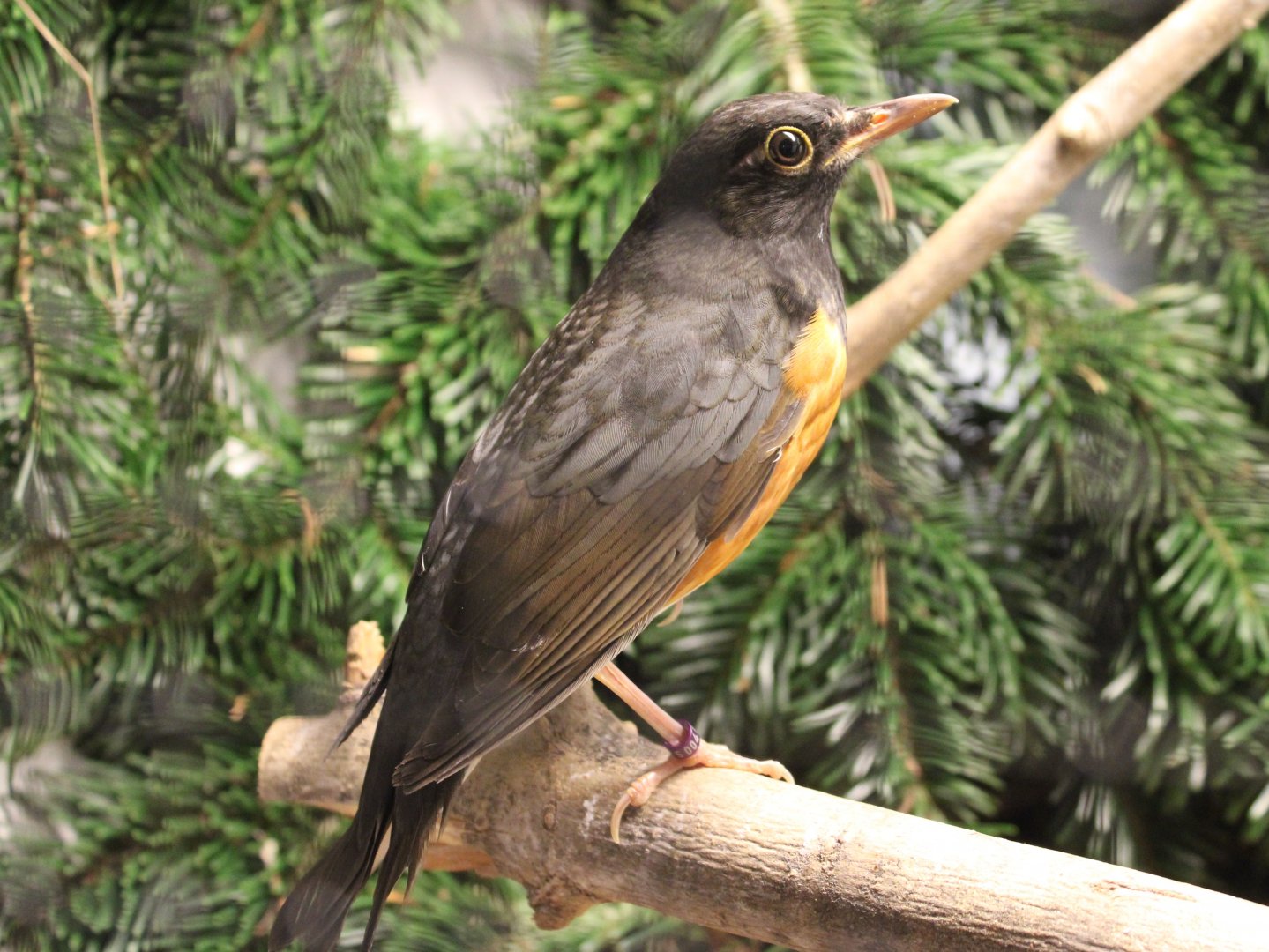 Black-breasted thrush