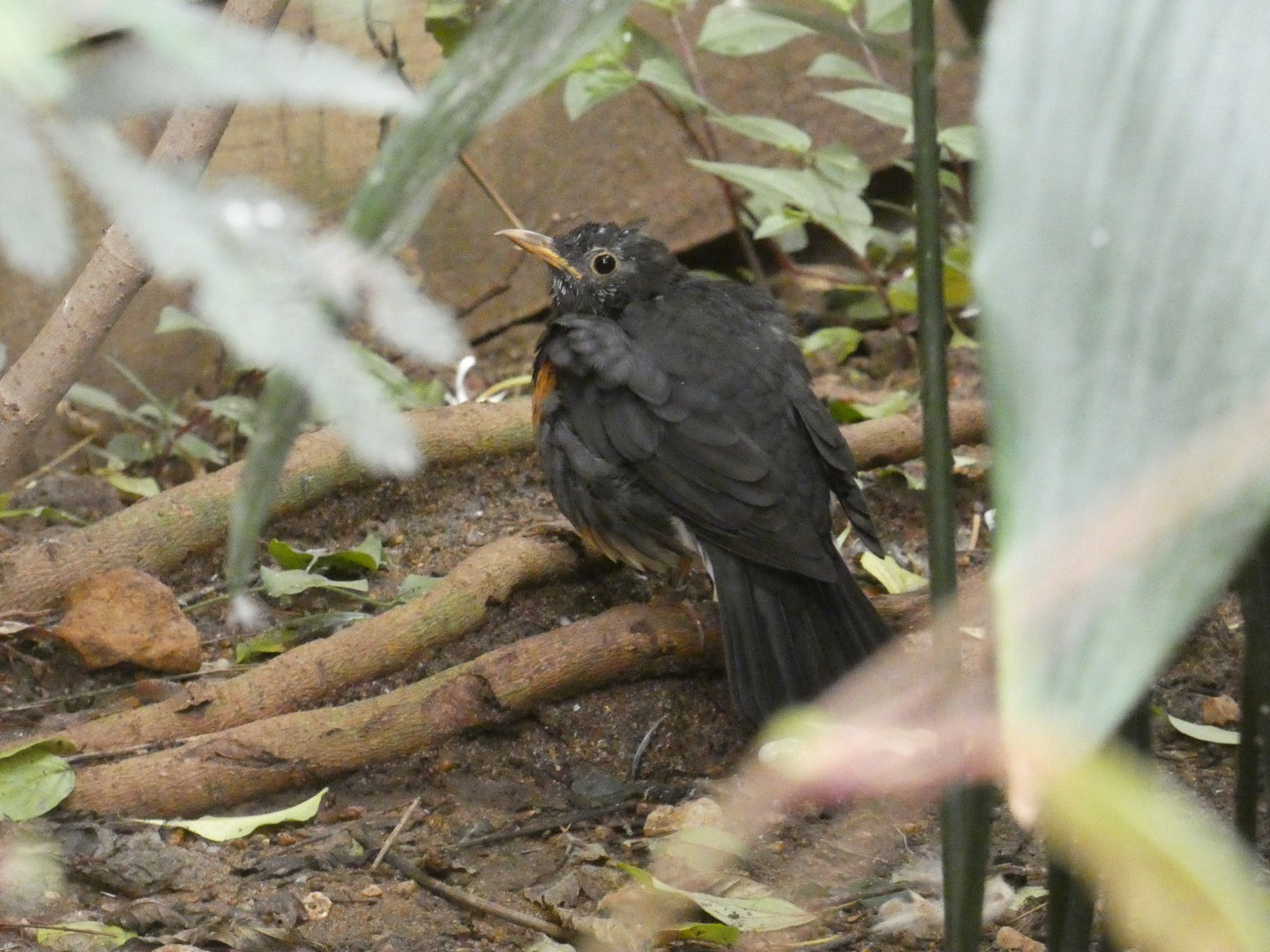 Black-breasted thrush