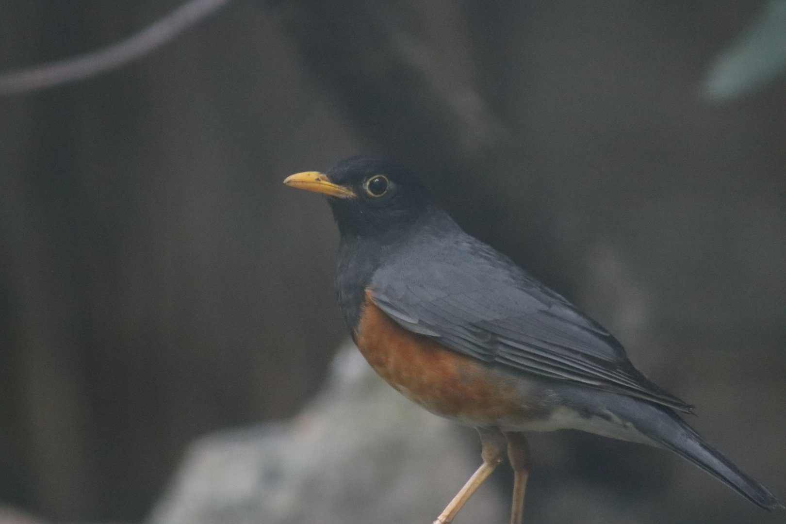 Black-breasted Thrush