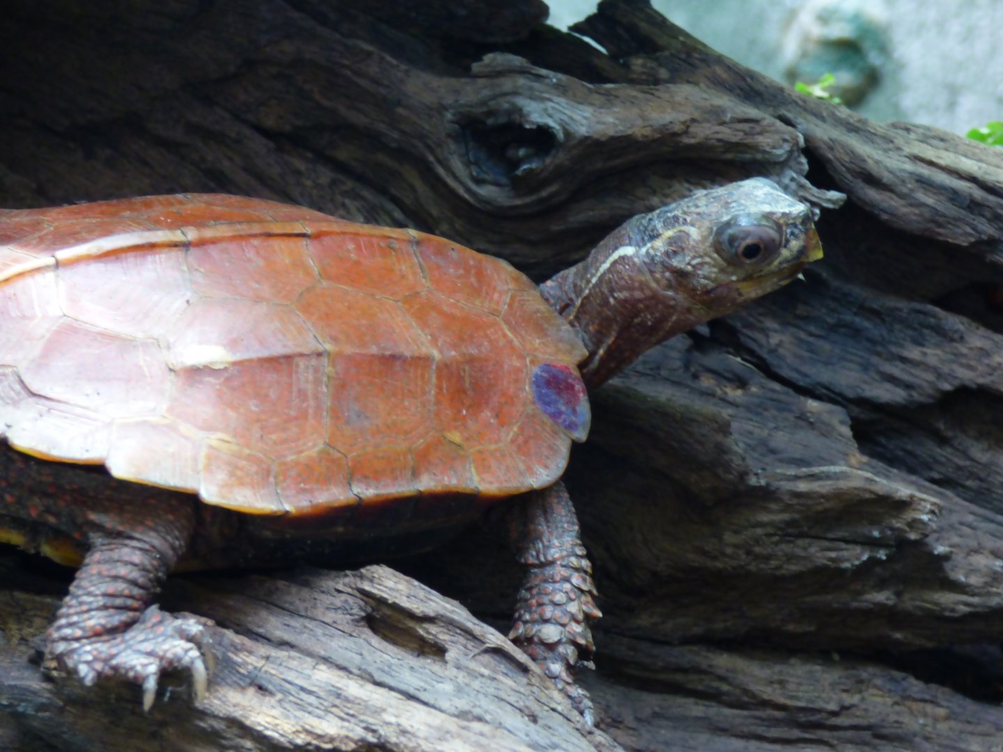 Black Breasted Turtle