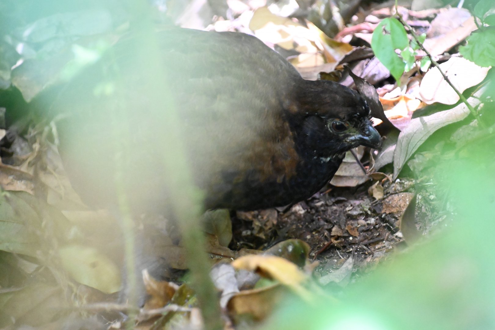 Black-breasted Wood-quail (Odontophorus leucolaemus)
