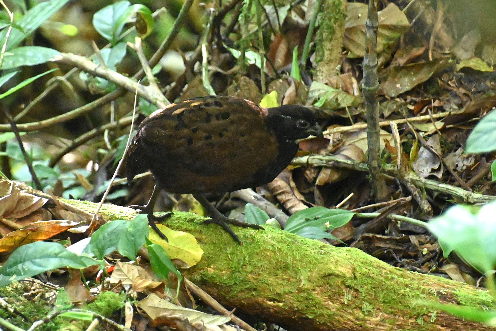 Black-breasted Wood-quail (Odontophorus leucolaemus)