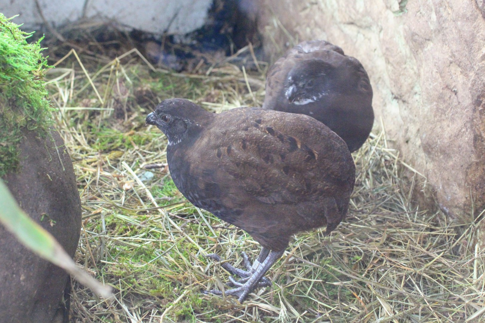 Black-breasted Wood-Quail