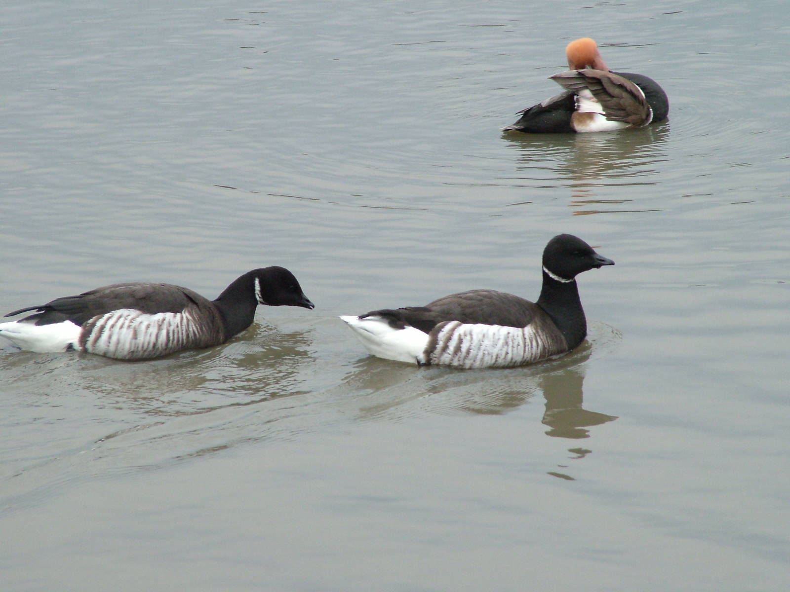 Black Brent Geese at Slimbridge 06/02/10