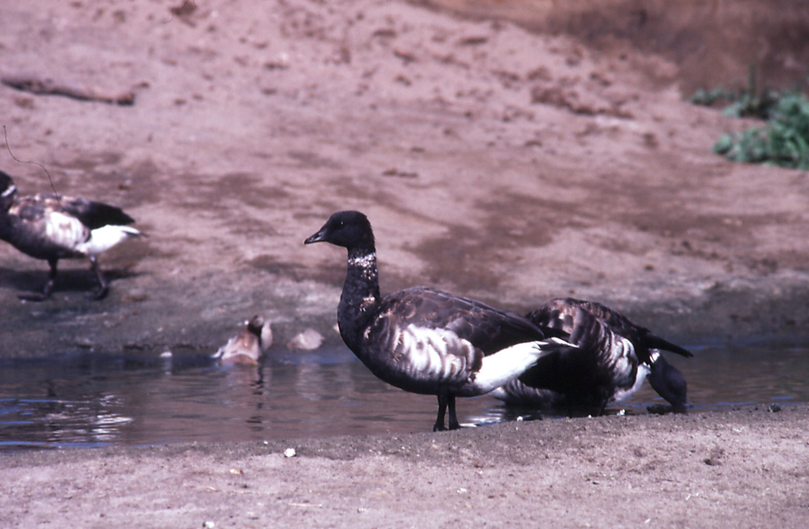 Black Brent Geese