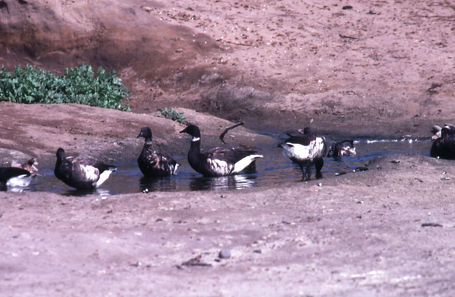 Black Brent Geese
