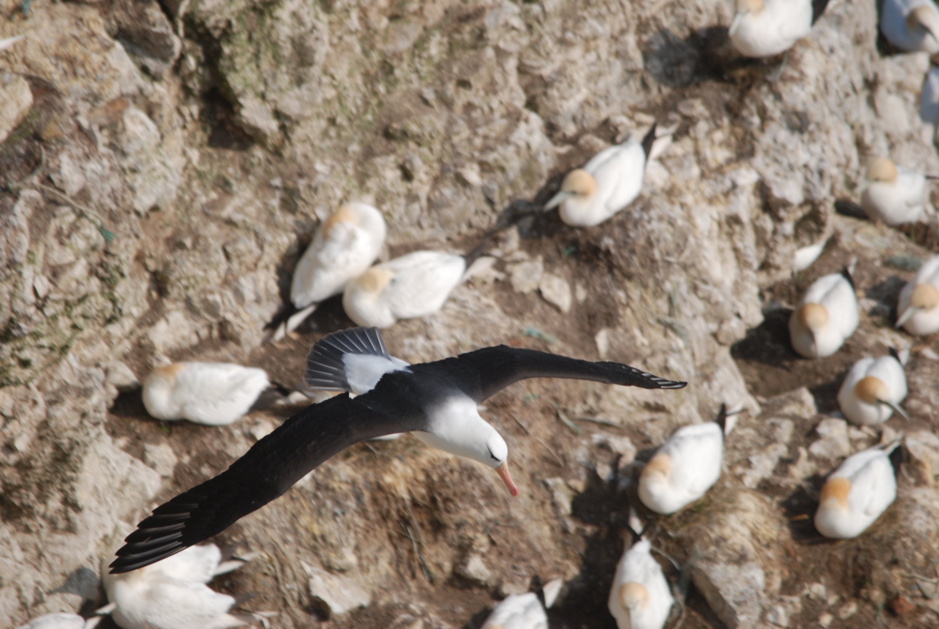 Black-browed Albatross at RSPB Bempton Cliffs, 16th April 2022