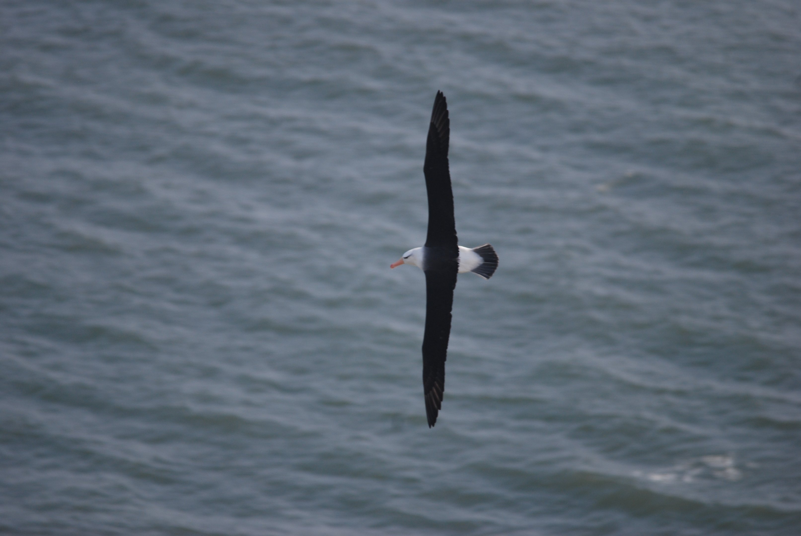 Black-browed Albatross at RSPB Bempton Cliffs, 16th April 2022