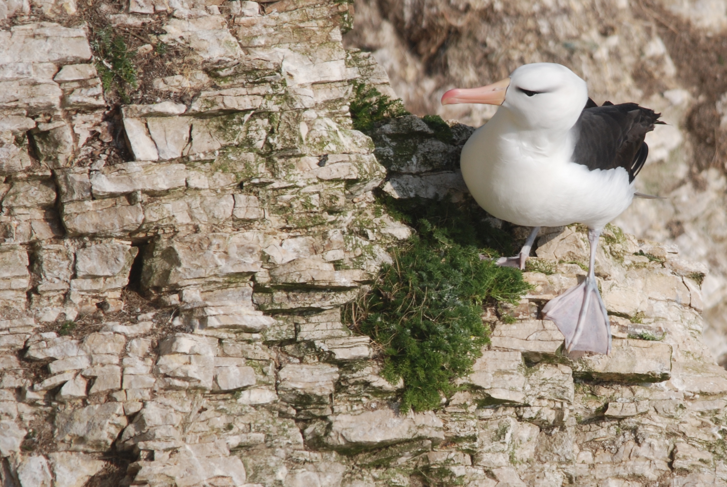 Black-browed Albatross at RSPB Bempton Cliffs, 16th April 2022