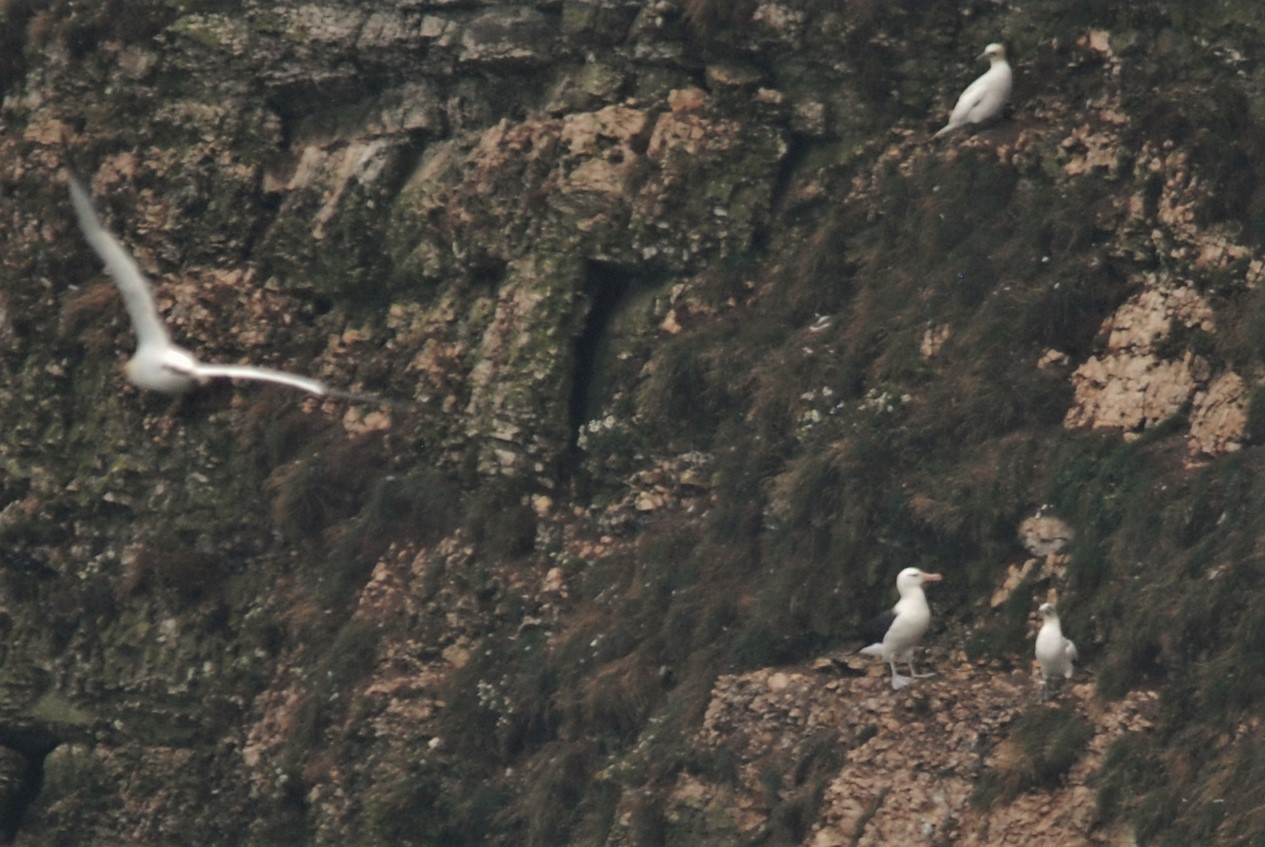 Black-browed Albatross at RSPB Bempton Cliffs, 31st July 2021