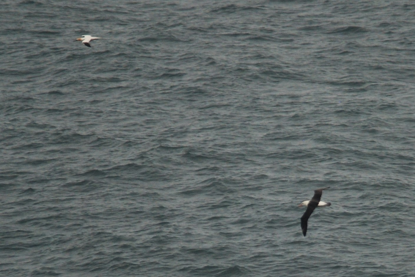 Black-browed Albatross at RSPB Bempton Cliffs, 31st July 2021