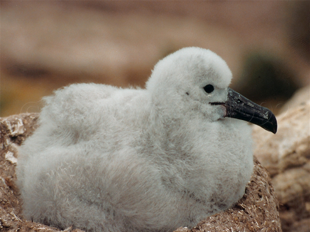 Black-Browed Albatross Chick