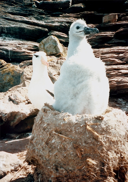 Black-Browed Albatross Chick