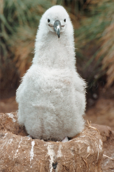Black-Browed Albatross Chick