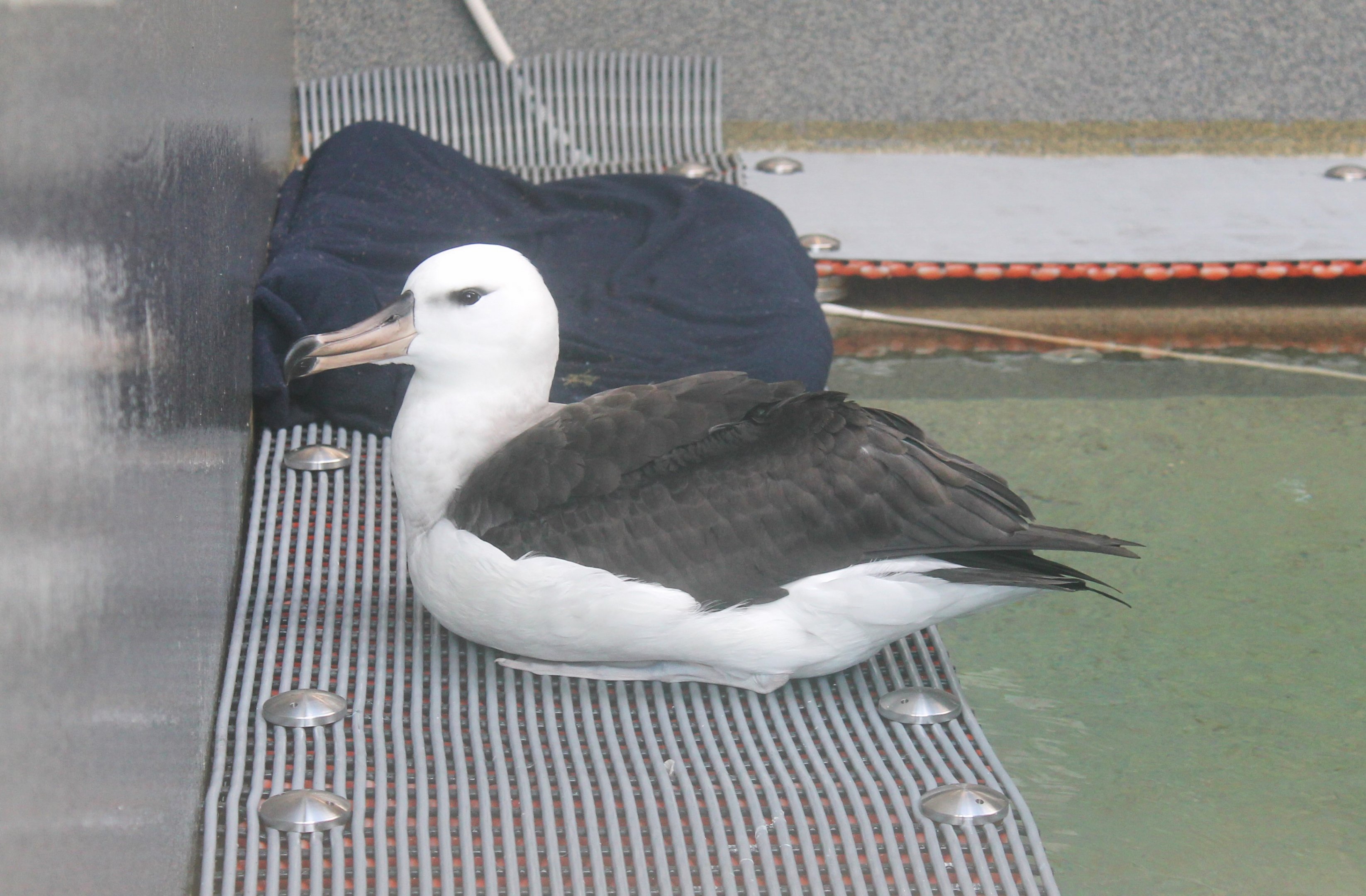 Black-browed Albatross