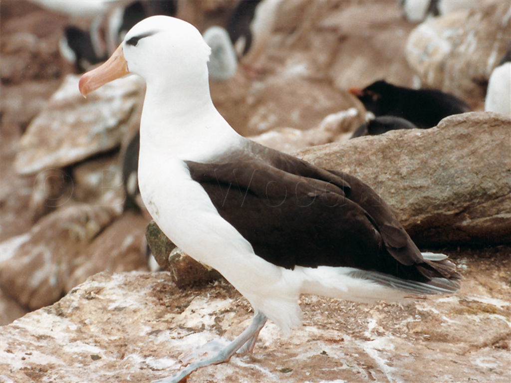 Black-Browed Albatross
