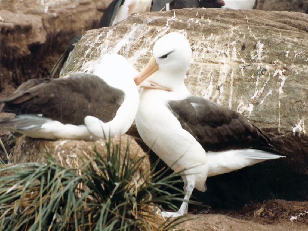 Black-Browed Albatross