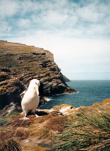Black-Browed Albatross