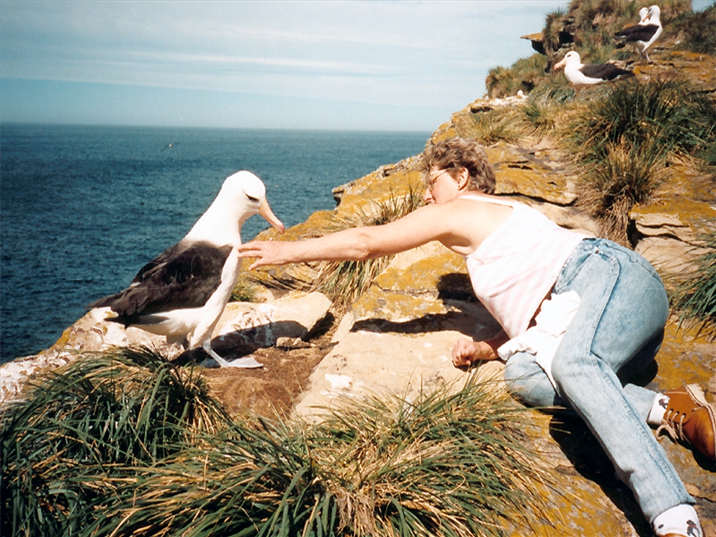 Black-Browed Albatross