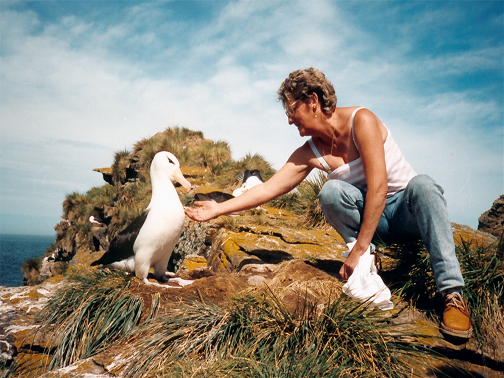 Black-Browed Albatross