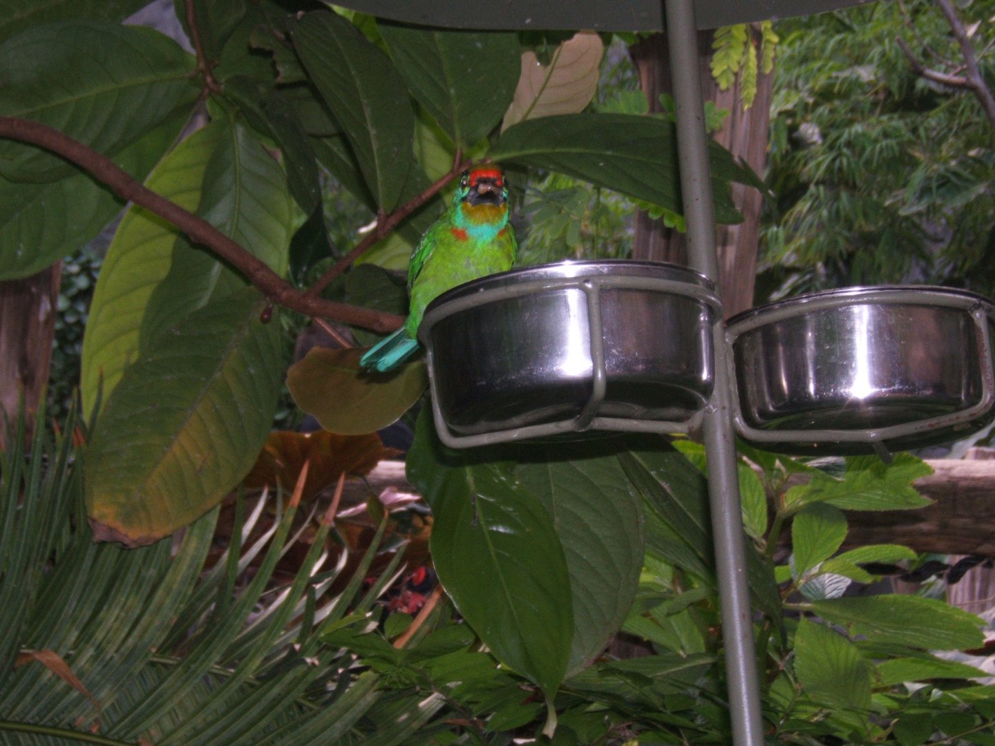 Black-browed Barbet 30/08/2018