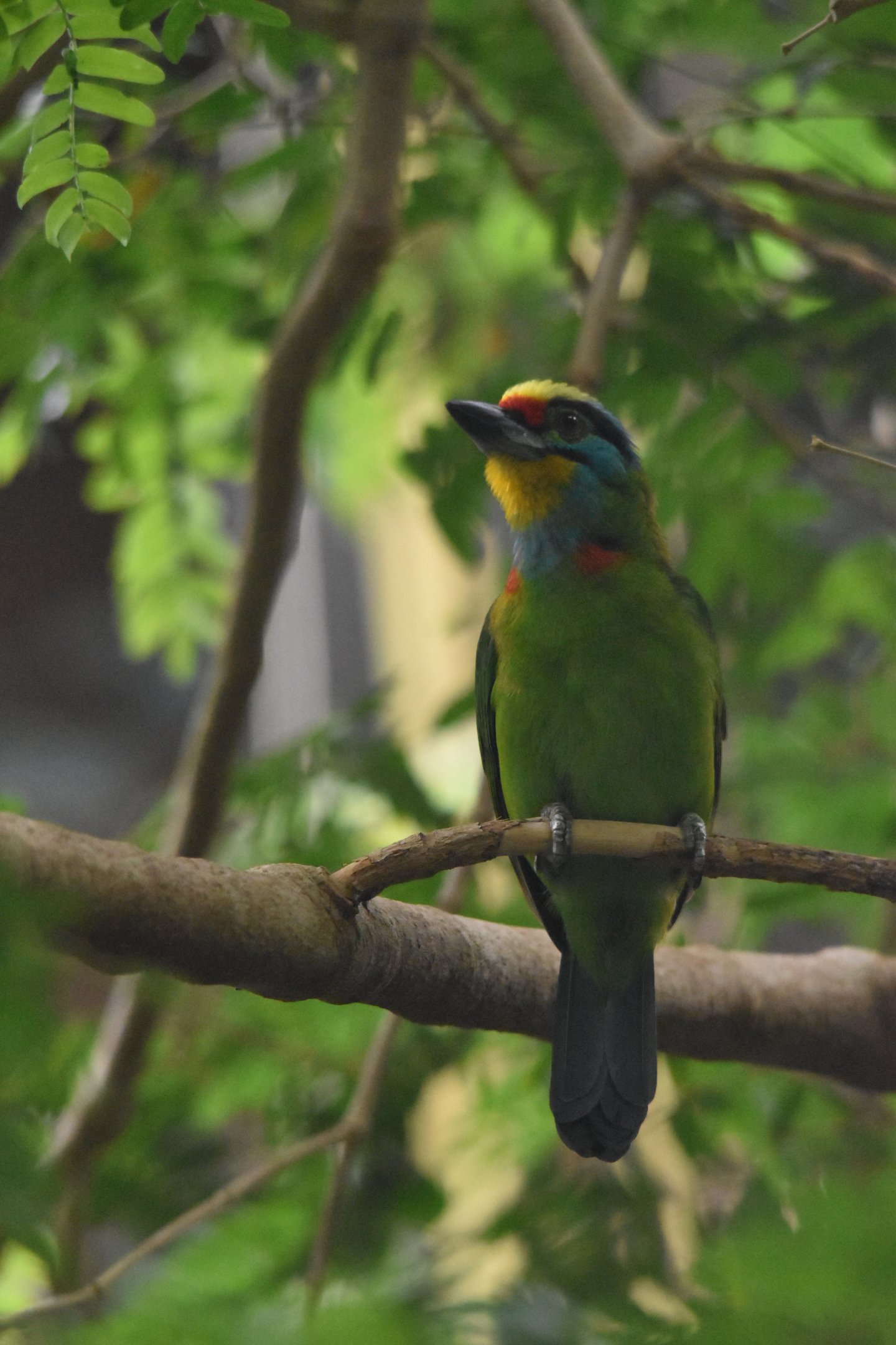 Black-browed Barbet at Chester, 18th April 2024