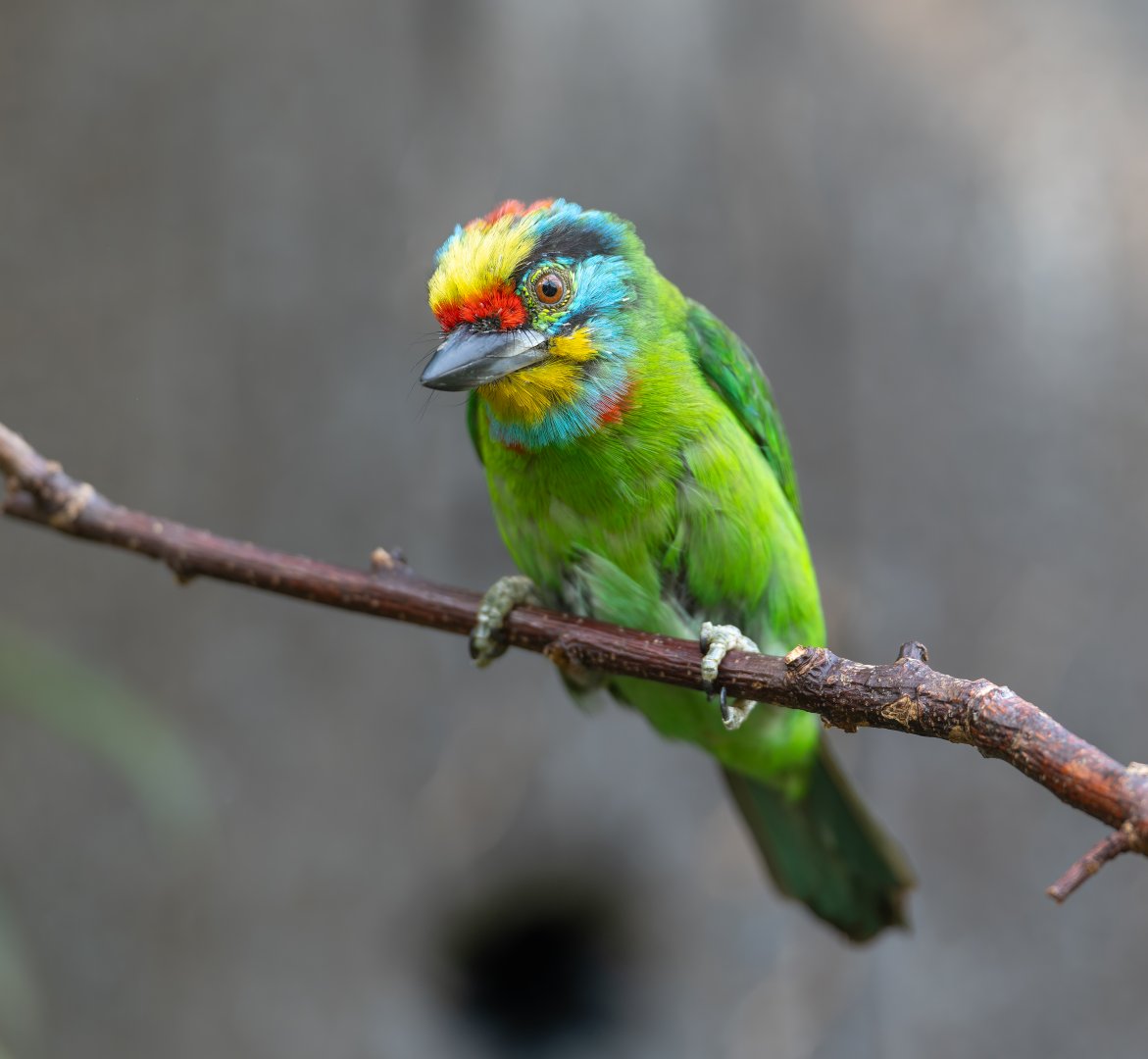 Black Browed Barbet, Chester, UK