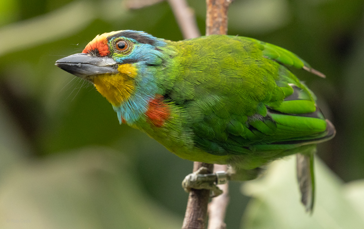 Black-browed barbet : Chester Zoo : 06 Sep 2025