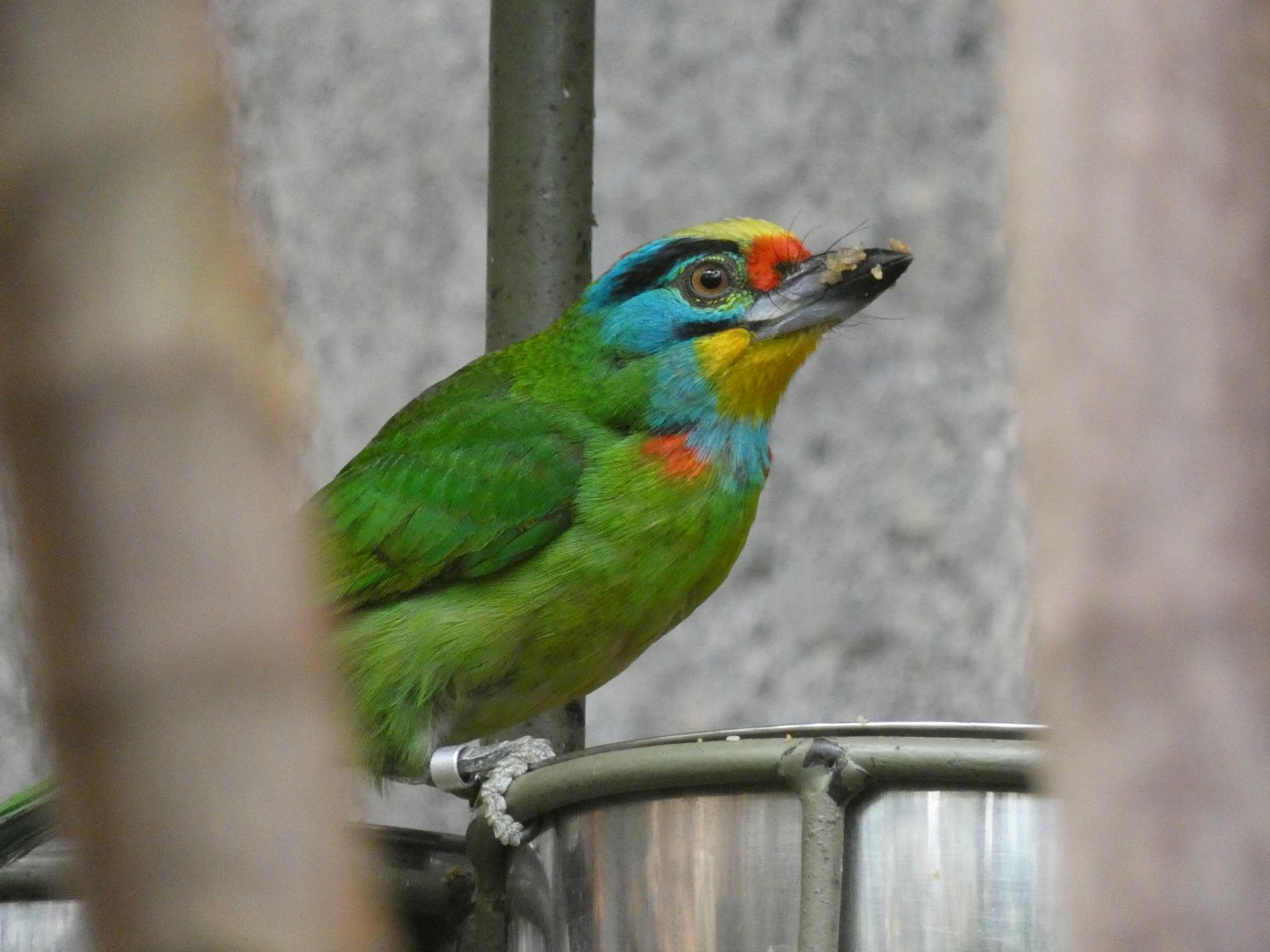Black-browed Barbet in Monsoon Forest