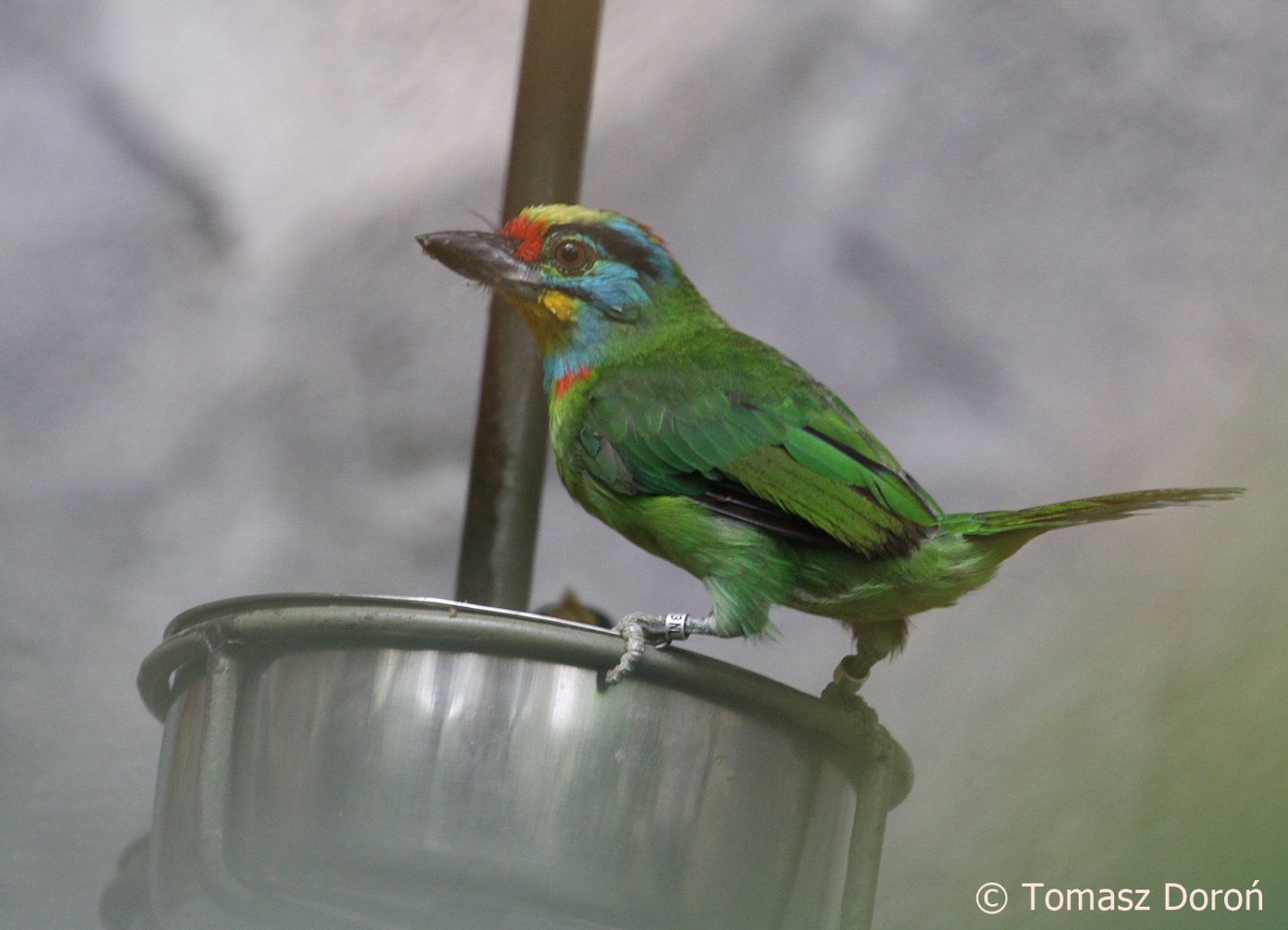 Black-browed Barbet (Psilopogon oorti), July 2018