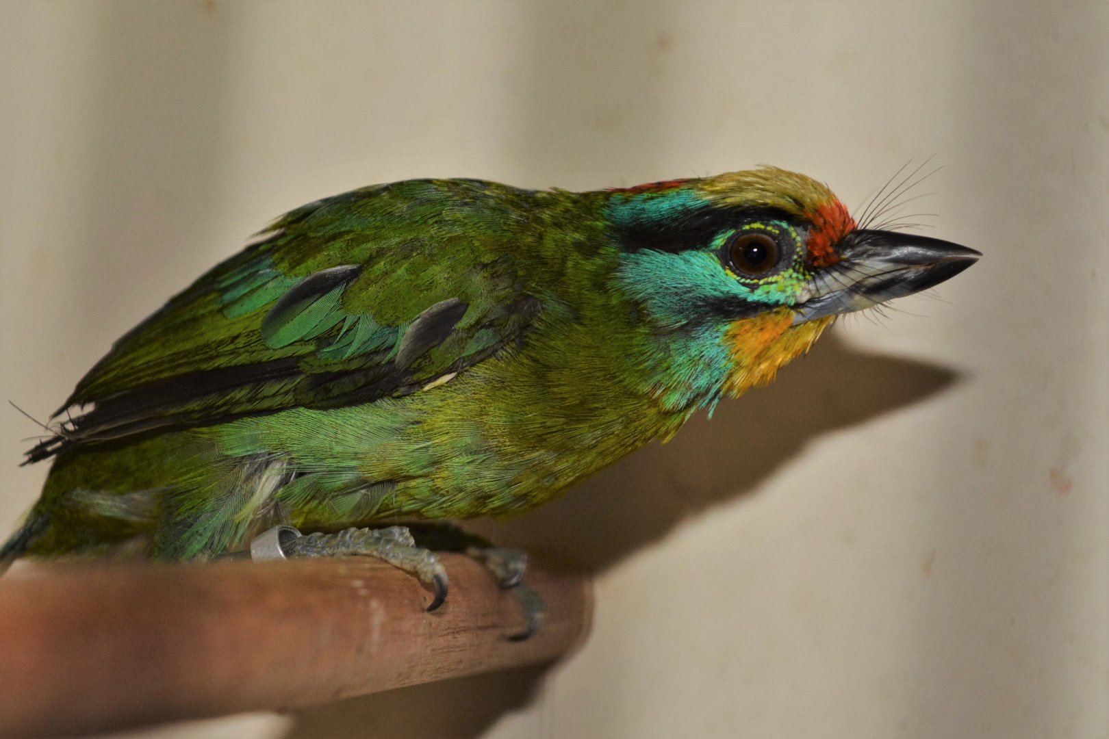 Black-browed barbet (Psilopogon oorti)