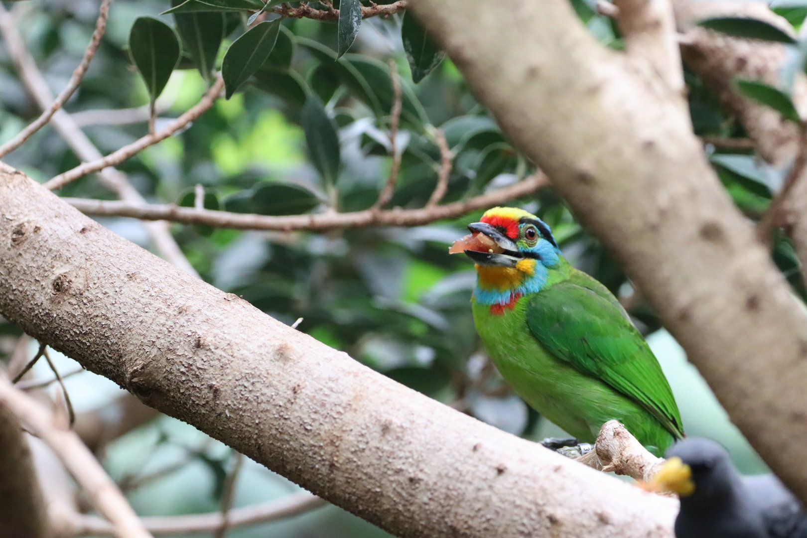 Black-browed Barbet (Psilopogon oorti)
