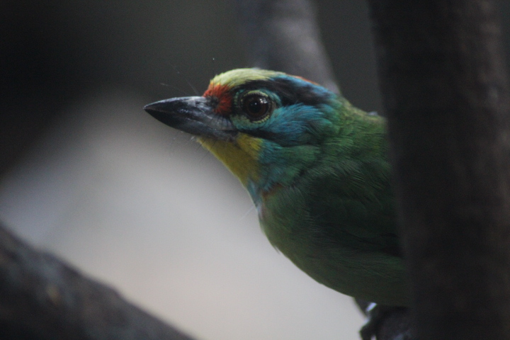 Black-browed barbet (Psilopogon oorti)