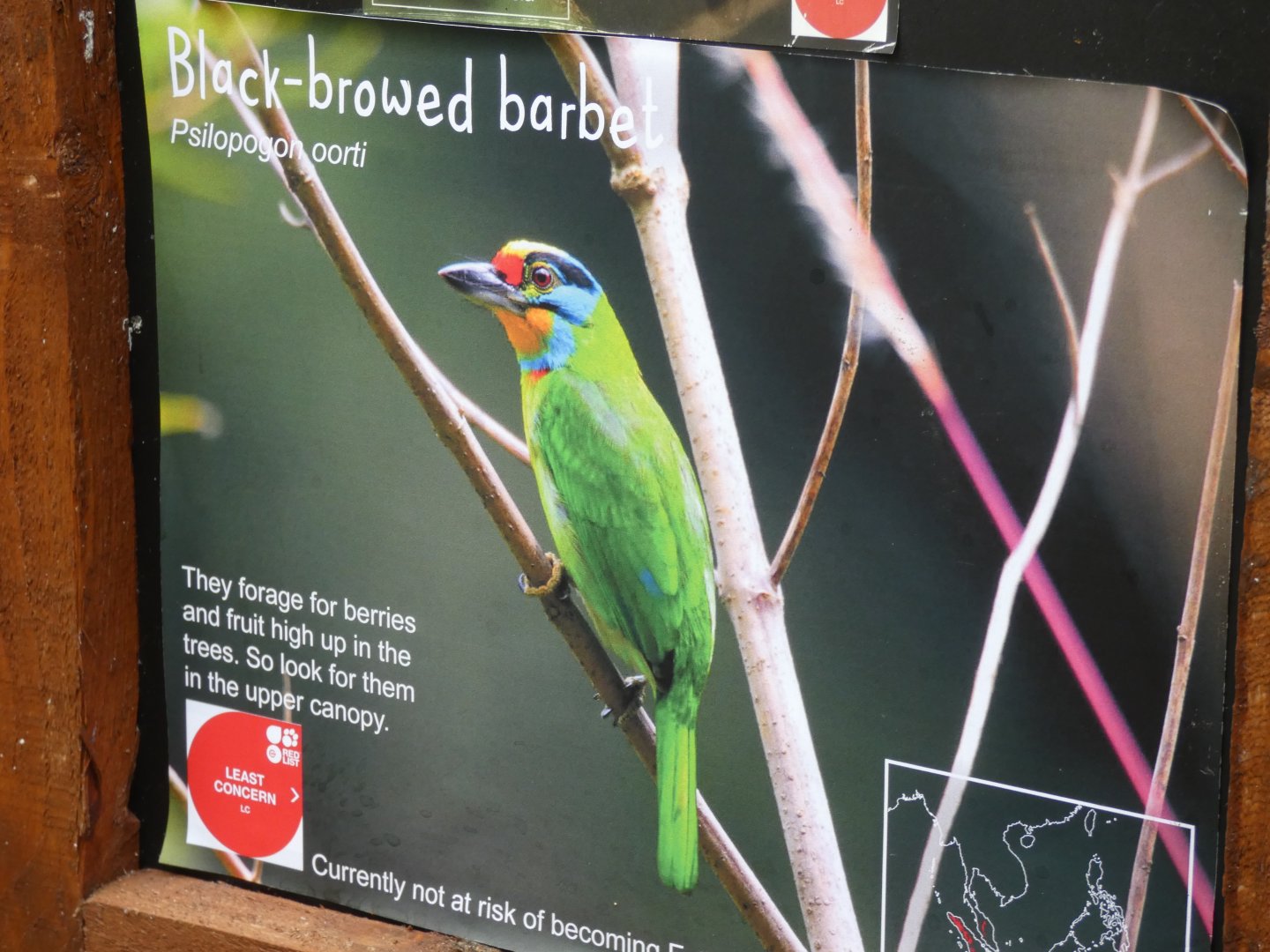 Black-browed Barbet Signage