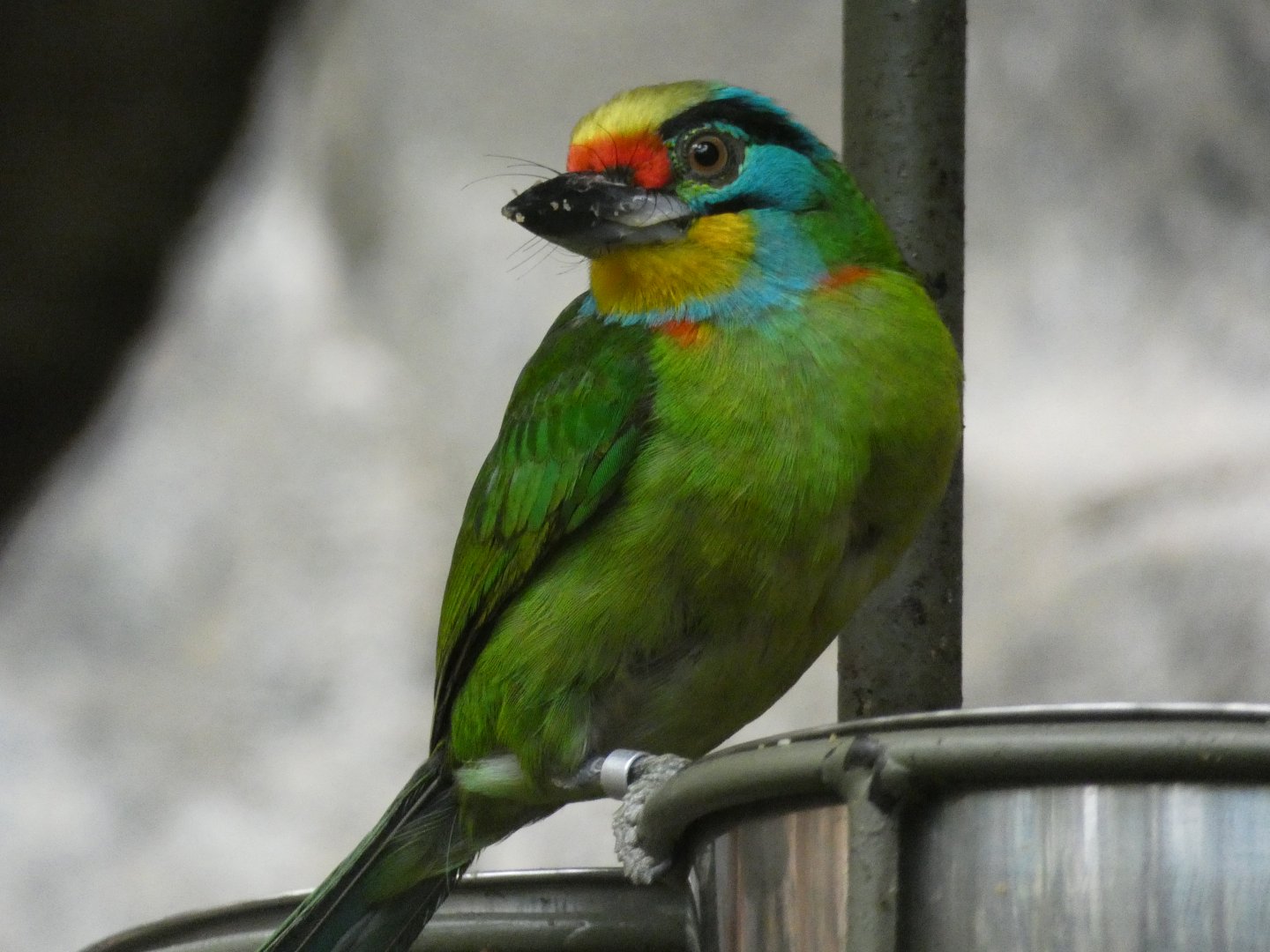 Black-browed Barbet