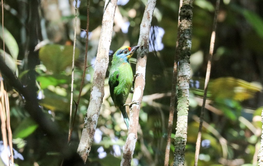 Black-browed Barbet
