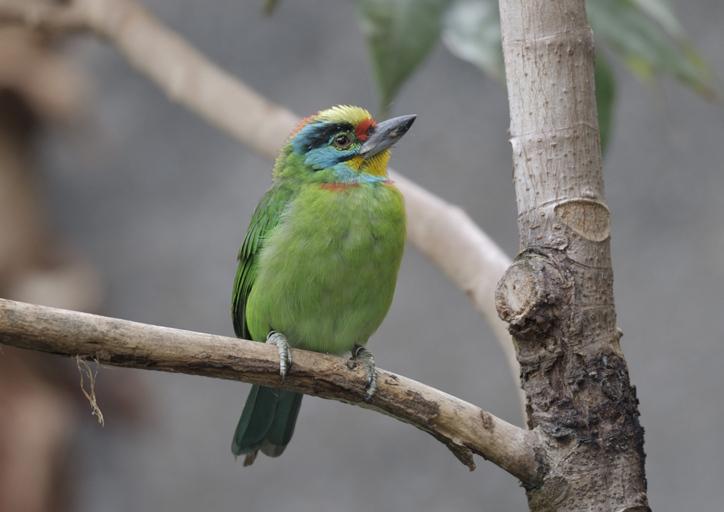 Black-browed barbet